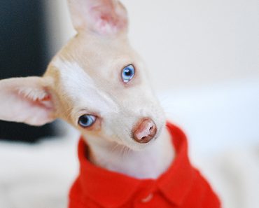 Is there anything more awe-worthy than when dogs tilt their head to the side? You know it's cute, now find out why they do it! Read on for three theories.