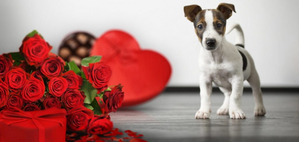 Puppy Love: 5 Valentine's Day Gifts Perfect For Dogs - Proud Dog Mom