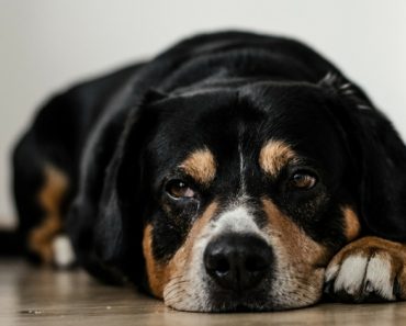 Nobody wants to think about their canine companion getting sick or hurt. The thought of a dog choking or lying on the floor breathless is a scary one. But, unfortunately, these things can and do happen. Find out 3 dog first aid must-knows!
