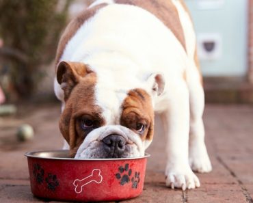 A popular dog food brand issued a voluntary recall for several of their frozen cooked recipe formulas. Find out which ingredient is to blame and which foods to be on the lookout for.
