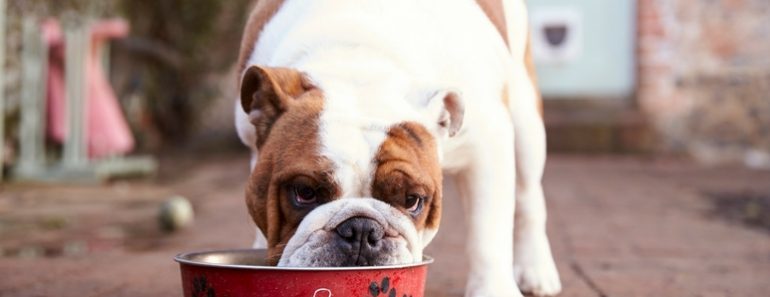 A popular dog food brand issued a voluntary recall for several of their frozen cooked recipe formulas. Find out which ingredient is to blame and which foods to be on the lookout for.