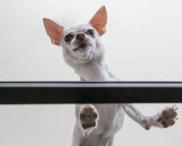 Have you ever smelled your dog's paws and noticed a certain aroma? Some people say it smells like Fritos. Other compare the scent to corn chips or popcorn. Regardless of what you call it, find out the cause!