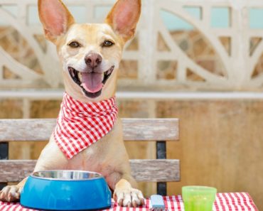 Bone broth doesn't only tout big benefits for us humans. Our canine companions also reap many rewards from indulging in the tasty broth. Read on to find out the top health benefits for both humans and dogs.