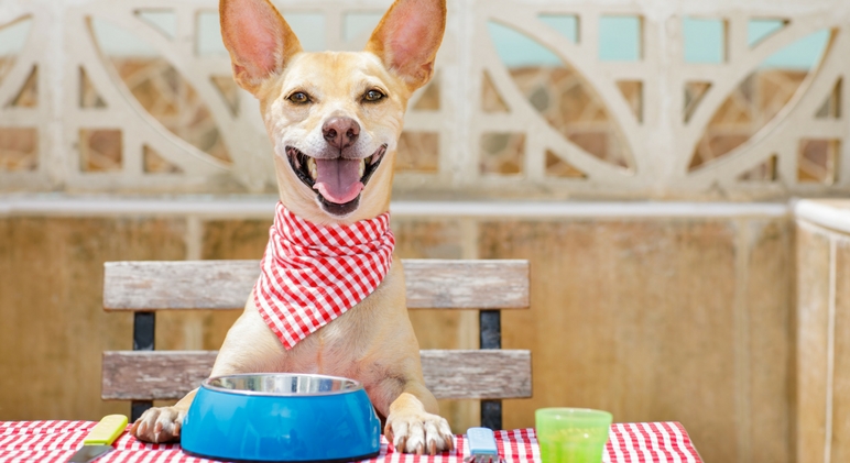 Bone broth doesn't only tout big benefits for us humans. Our canine companions also reap many rewards from indulging in the tasty broth. Read on to find out the top health benefits for both humans and dogs.