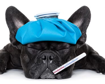 The thought of a helpless dog in pain is a scary one, especially because they can't just tell us what's wrong! Find out the top 8 warning signs that your dog is in pain.