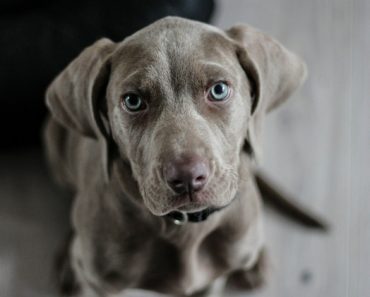 Have you ever smelled an extremely unpleasant fish-like odor coming from your pup's rear end? If so, know you're not alone. So the big question is: Why does my dog smell like fish? Read on for the answer!