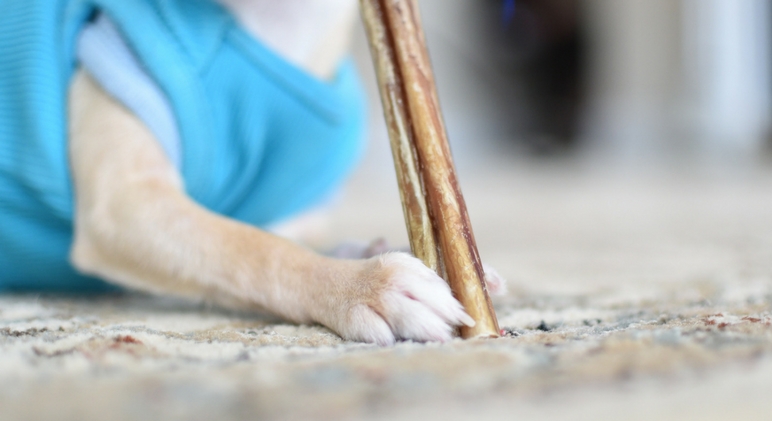 Does your dog love to slobber and chew on bully sticks? If so, you'll want to check your latest purchase. Find out which company is recalling their bully sticks due to possible salmonella contamination.