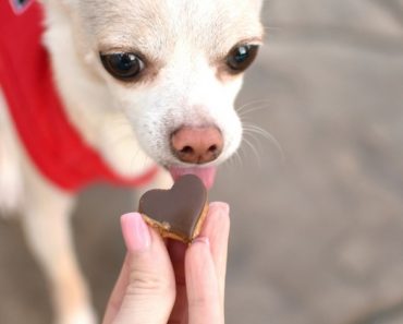 Since we can't spoil our dogs with a bouquet of flowers or a big box of chocolates this heart-filled holiday, I created these canine-approved Pup Cups! They're basically a spinoff of the oh-so-popular Reese's Peanut Butter Cup, but instead of using chocolate, I used carob! Get the full dog treat recipe.