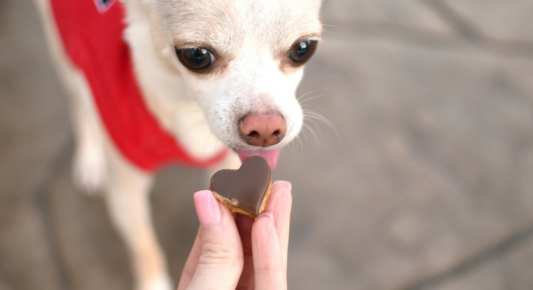 Since we can't spoil our dogs with a bouquet of flowers or a big box of chocolates this heart-filled holiday, I created these canine-approved Pup Cups! They're basically a spinoff of the oh-so-popular Reese's Peanut Butter Cup, but instead of using chocolate, I used carob! Get the full dog treat recipe.