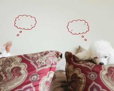 I recently picked up a copy of the book Do Dogs Deam? by Stanley Coren, a psychologist who studies canines. Read on to find out how we know dogs dream, what they dream about, and the signs of a dreaming doggy!