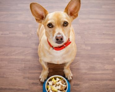 A dog food company is voluntarily recalling select freeze-dried dog food products as a result of possible salmonella contamination. This comes just weeks after a handful of other pet food companies issued notices over salmonella-contaminated foods and treats.