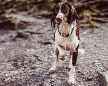 As dedicated animal lovers, it's up to us to act as their voice when we witness cruelty or suspect something isn't right. Read on to find out the types of animal cruelty and how to report it.