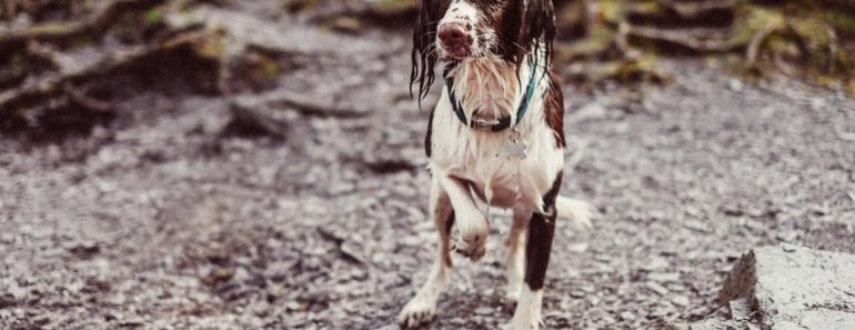 As dedicated animal lovers, it's up to us to act as their voice when we witness cruelty or suspect something isn't right. Read on to find out the types of animal cruelty and how to report it.