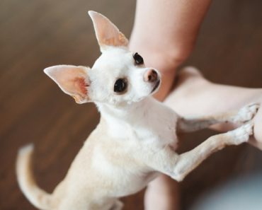 Are you a two-legged human with a four-legged shadow? If you're a dog parent then I'm pretty sure you know exactly what I'm talking about! Find out the most common reasons your dog follows you everywhere!