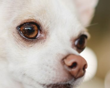 Through the eyes of dogs! A lot of people think that canines view the world in black, white, and shades of grey. But do they? If you've ever wondered, "Are dogs color blind?" then this is a definite must read!