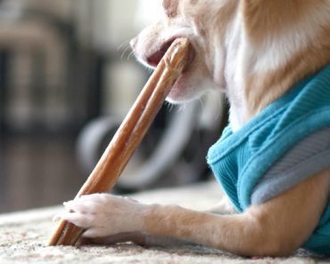 Last month, Proud Dog Mom reported the dog treat company Redbarn Pet Products LLC voluntarily recalled a selection of their bully sticks due to possible Salmonella contamination. Today, company officials are expanding the recall to include more bully stick brands and products.