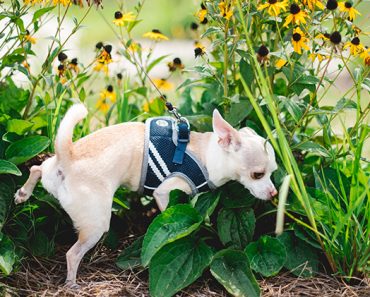 While UTIs are quite common in humans (especially for us women), did you know your dog can get a UTI too? Find out the warning signs that your dog is suffering from a UTI. Plus, treatment and prevention!