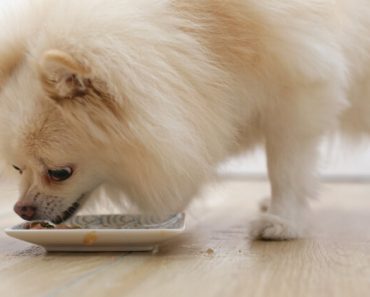 A popular raw dog food brand is recalling four lots of their raw dog foods after tests came back positive for Salmonella and/or E. coli O128. Find out more about this recall from Darwin’s Natural Pet Products.