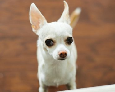 Do you ever talk to your dog? Of course, you do! But how much of it does he understand? Some? All? None? Keep reading to find out how many words a dog can actually understand.