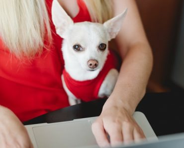 Exciting news - I recently launched a YouTube channel to help bring my healthy dog treat recipes, DIY projects, and product reviews to life. Take a look!