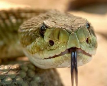Spring has arrived, temperatures are rising, and the snake population is ready to wake from their long winter's nap. That means it's time to think about ways to protect your dog (and you) from snakes. Read on for tips to keep unwanted slithering visitors out of your yard and away from Fido.