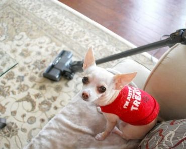 It's not uncommon for dogs to develop fears -- whether it's a fear of the groomer, the evil vacuum, strange swooshing noises coming from the washing machine, or a booming thunderstorm. Read on to find out the common causes of canine phobia and tips to help your furry family member overcome his fears!