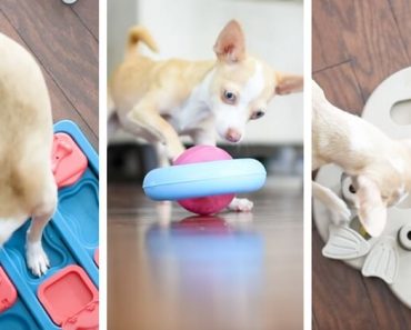 One of the best ways to beat doggy boredom? Interactive dog toys and puzzles! Find out my three favorite dog games (the ones my pups personally play with on a daily basis). Plus, watch my video to see the interactive toys in action!