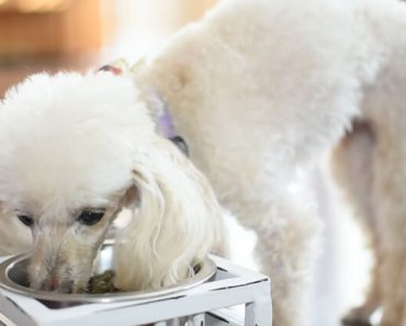 How to Puppy Proof Your House, Yard, Rooms & Car: 21 Essential Tips