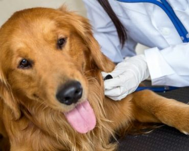 Wondering if you should get pet insurance for your canine companion? An expert from Consumers Advocate explains the best time to enroll your pooch and the key factors to look for in a policy.
