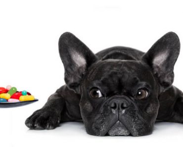 If you've ever had to give your dog medicine then you know it can be a difficult task. But here's the good news: Medicine time doesn't have to be stressful for you or your pooch. Read on for four tips!