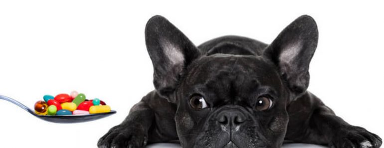 If you've ever had to give your dog medicine then you know it can be a difficult task. But here's the good news: Medicine time doesn't have to be stressful for you or your pooch. Read on for four tips!
