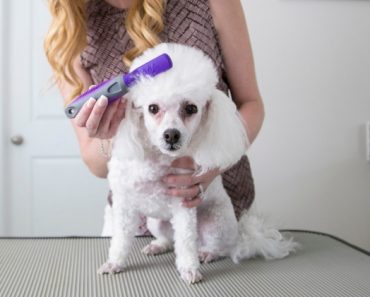 Tangles, knots, and mats ... oh my! If you're raising a medium or long-haired pooch then chances are you've dealt with knots before. Here are some grooming tips to help you gently demat your dog's tangled coat. 