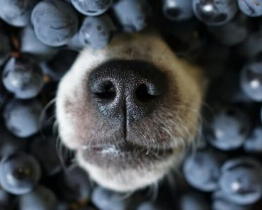 Chances are you've heard it before: Freshly picked seasonal produce packs optimal flavor and nutrients. Next time you swing by your local grocery store or farmers market, keep an eye out for the following dog-approved summer fruits and vegetables!
