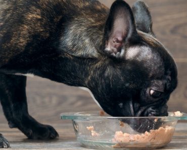 A dog food company is recalling a single lot of their canned dog food after the FDA received complaints of sick dogs. Find out which food to watch out for.