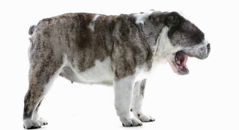 Have you ever witnessed your pooch standing still with his neck/head extended forward as he makes alarming snorting or gagging noises? Read on to find out all about reverse sneezing. We're talking signs, possible triggers, and treatment.