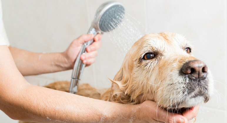 Scrubb-a-dub-dub ... is it time to pop your pooch in the tub? Before you give your four-legged love a good cleaning, check out these bath-time mistakes! 
