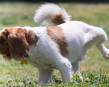 Ever notice patches of burned grass in your yard? Find out the 3 main reasons dog urine can have this impact on your lawn. Plus, 8 tips to protect it.