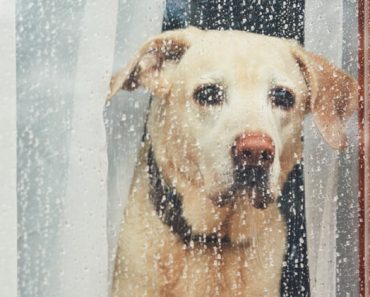 Hurricanes, floods, tornadoes, wildfires — devastation comes in many forms. Here are tips to help you and your pet stay safe during a hurricane.