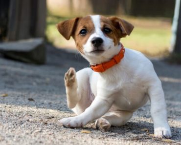 The FDA is warning pet parents and veterinarians about potential neurological side effects linked to certain flea and tick products. Find out the details.