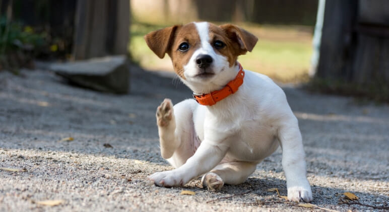 The FDA is warning pet parents and veterinarians about potential neurological side effects linked to certain flea and tick products. Find out the details.