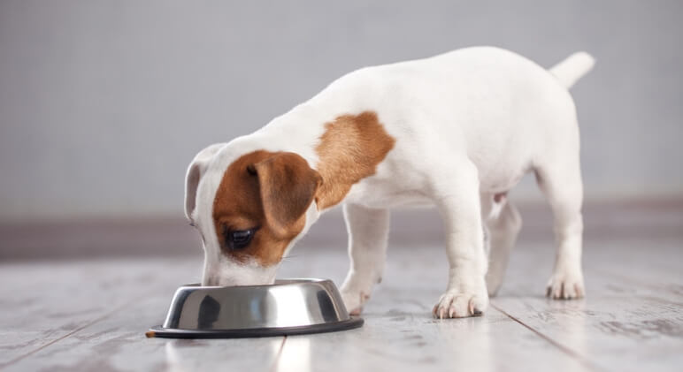 Another dog food company issues a voluntairy recall after their frozen raw products test positive for salmonella. Find out more about this recall.