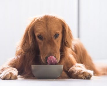 A pet food company is voluntarily recalling several products due to concerns over possible Salmonella and Listeria contamination.