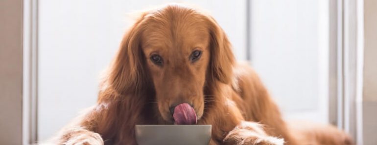 A pet food company is voluntarily recalling several products due to concerns over possible Salmonella and Listeria contamination.