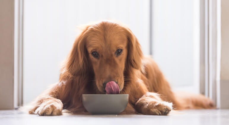A pet food company is voluntarily recalling several products due to concerns over possible Salmonella and Listeria contamination.