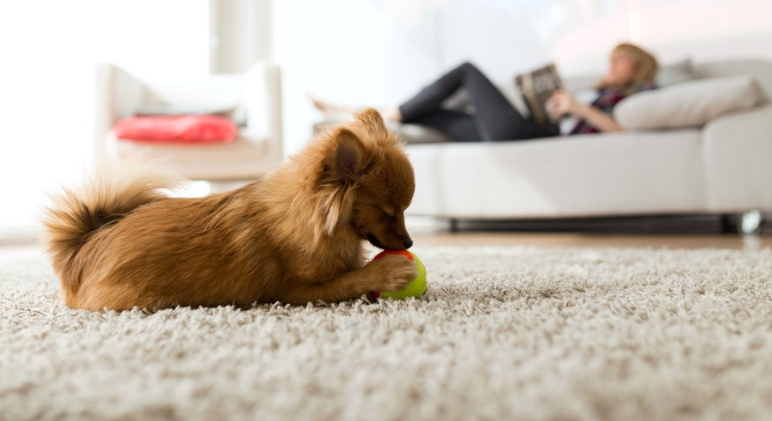 10-Tips-To-Make-Apartment-Living-With-Dogs-Totally-Doable.jpg