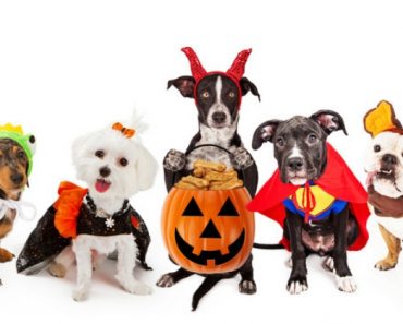 As the countdown to Halloween begins, are you looking for some great dog costume inspo? Check out this list of dog Halloween costumes that fit all sizes!