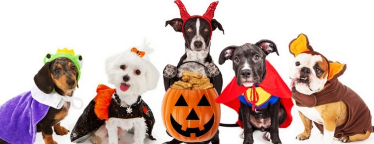 As the countdown to Halloween begins, are you looking for some great dog costume inspo? Check out this list of dog Halloween costumes that fit all sizes!