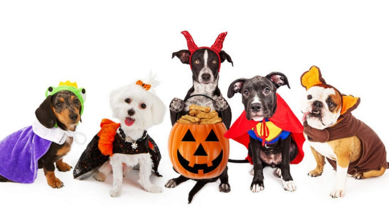 As the countdown to Halloween begins, are you looking for some great dog costume inspo? Check out this list of dog Halloween costumes that fit all sizes!