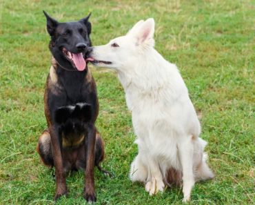 One dog licking another dog's face ... can you think of a cuter sight? While it's definitely awe-worthy, find out the various motives behind this behavior!