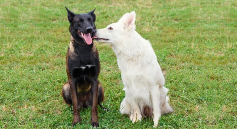 Why Does My Dog Lick Another Dog's Face? Proud Dog Mom